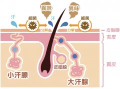 容易患上腋臭的人群